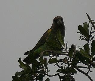 Goldbugpapagei, poicephalus meyeri saturatus